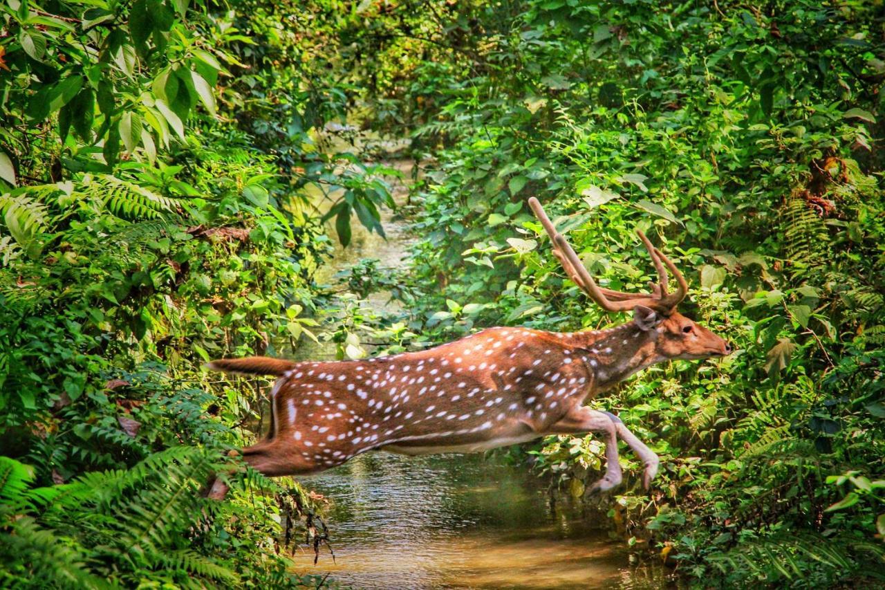 Hotel Town View Sauraha Eksteriør bilde