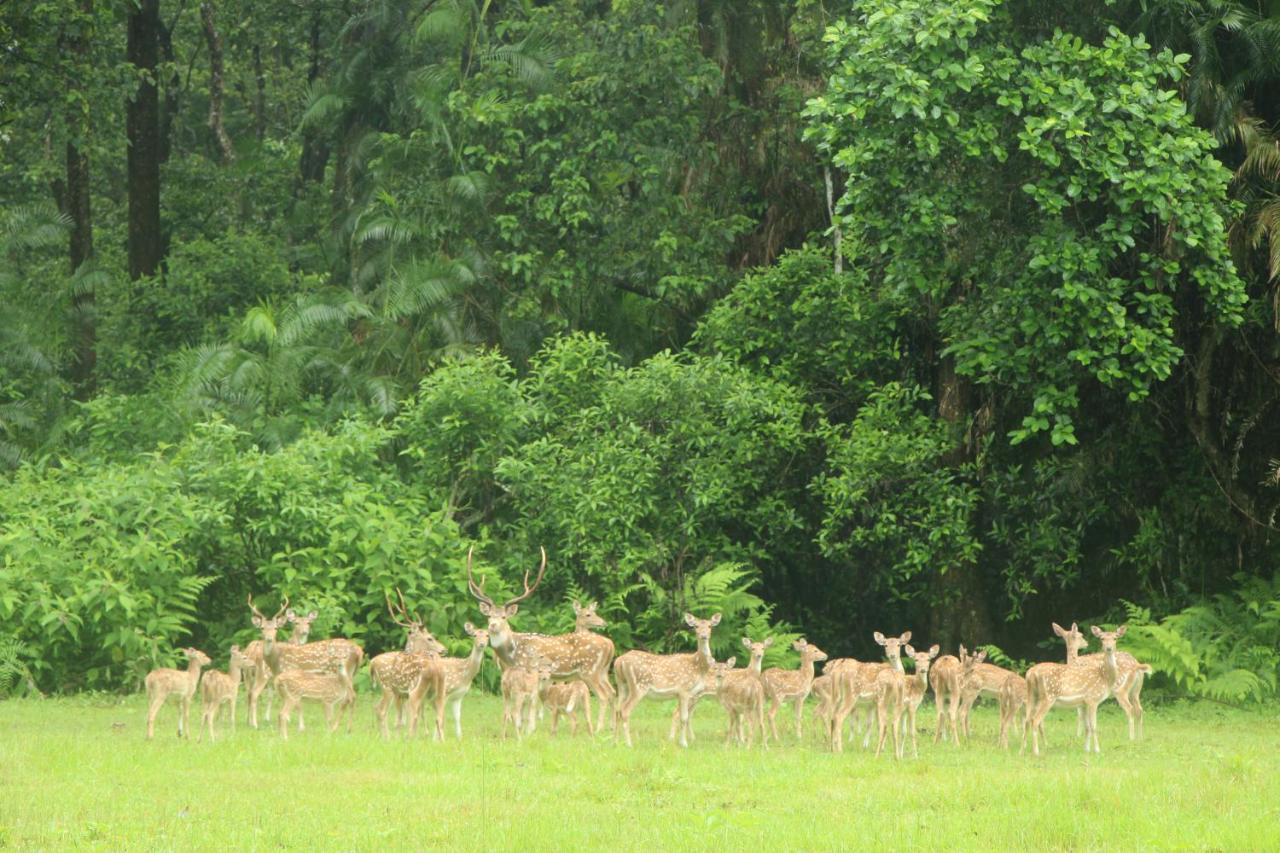 Hotel Town View Sauraha Eksteriør bilde